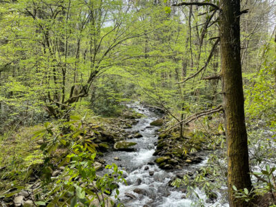 Did I Fully Process That? | Smoky Mountain National Park hike