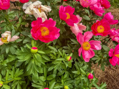 Spring 2024 Check-In Chat