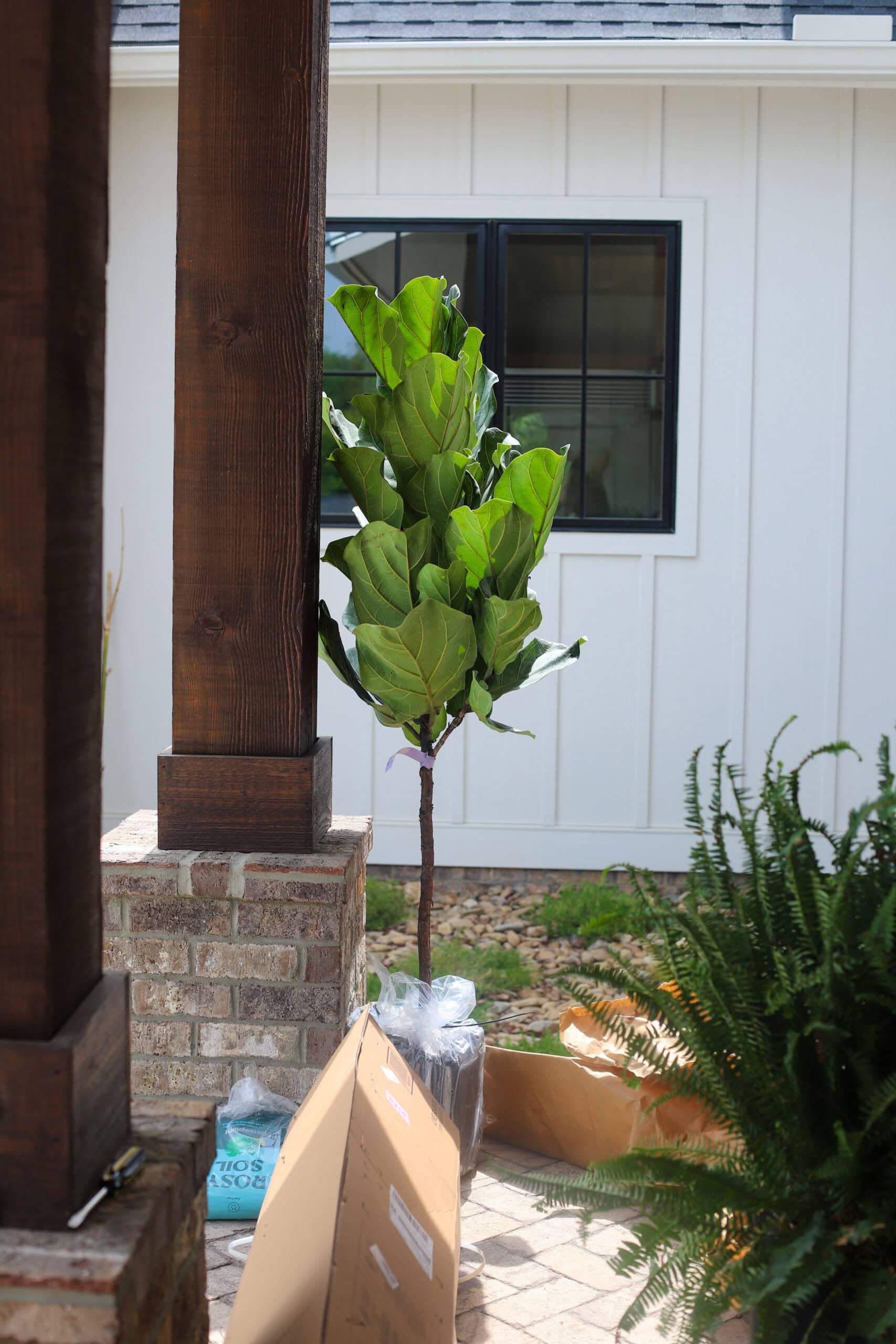 fiddle leaf fig fiddle leaf fig