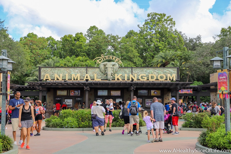 Animal Kingdom October