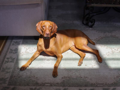 Finley's Favorites Natural Dog Products