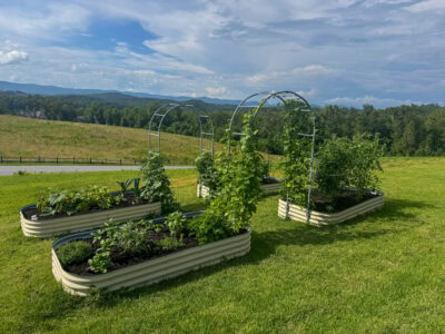 Garden Update: Late June 2025