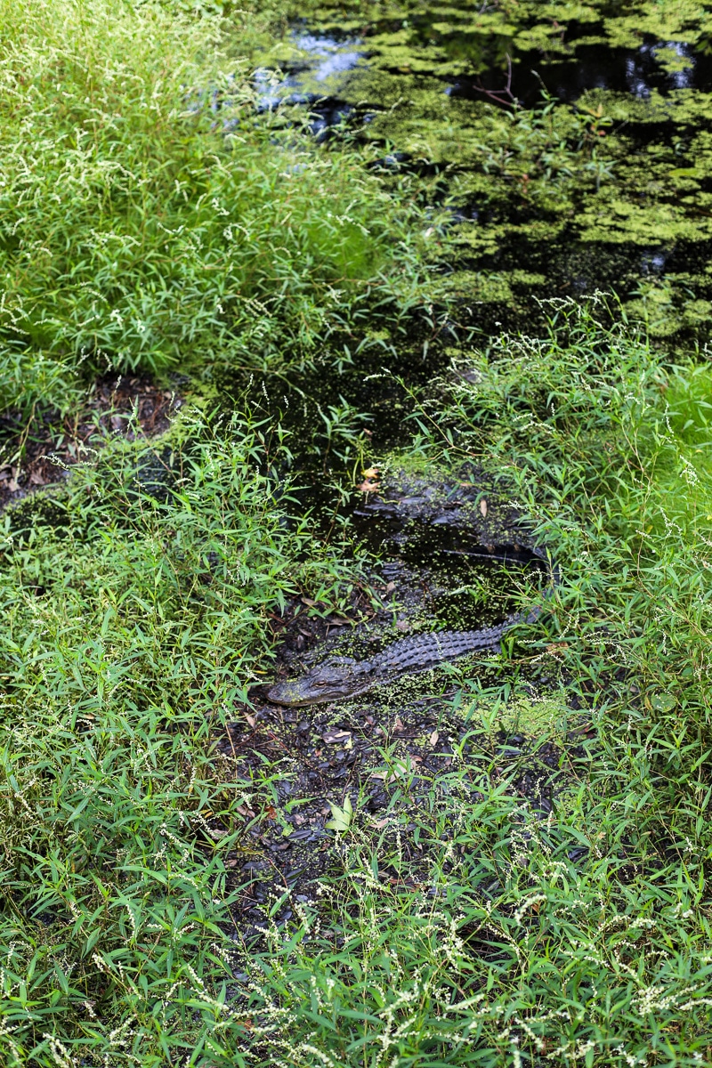Hilton Head beach vacation 2020 (31 of 43)