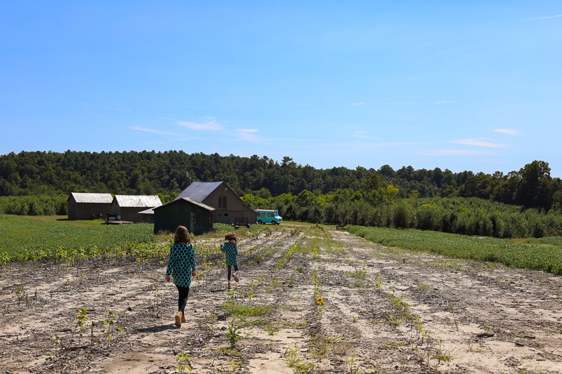 Stepp's Hillcrest Orchard NC (2 of 23)