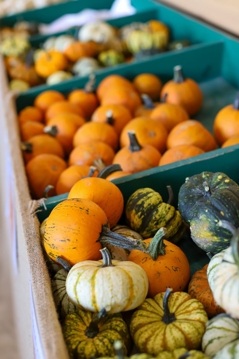 Stepp's Hillcrest Orchard NC (21 of 23)