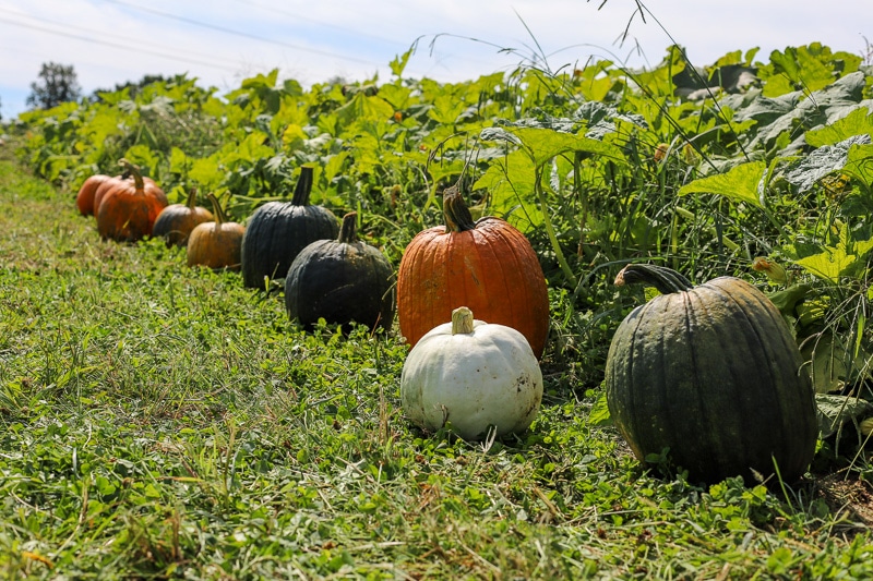 Stepp's Hillcrest Orchard NC (22 of 23)