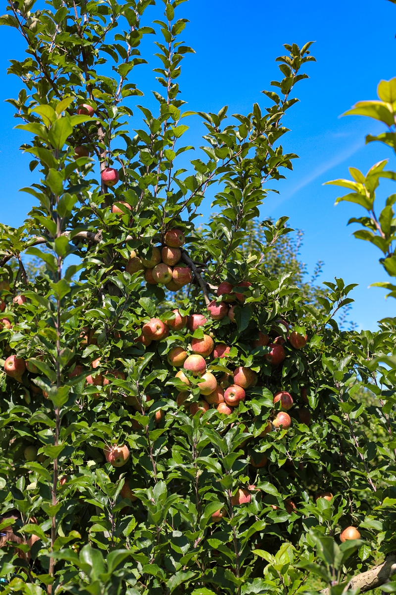 Stepp's Hillcrest Orchard NC (4 of 23)