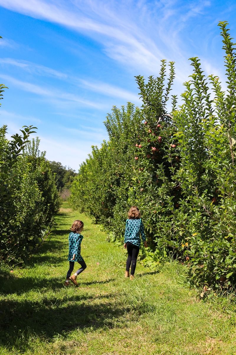 Stepp's Hillcrest Orchard NC (6 of 23)
