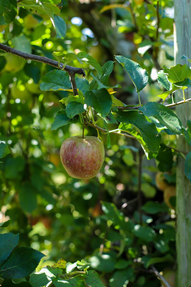 Stepp's Hillcrest Orchard NC (9 of 23)